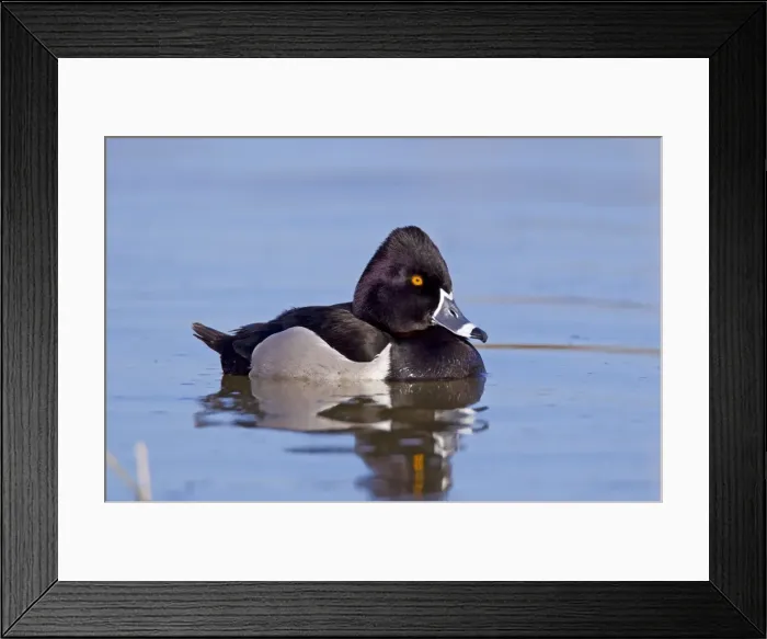 Framed Print : Ring-necked Duck - male - April - Arizona - USA Framed Print : Ring-necked Duck - male - April - Arizona - USA