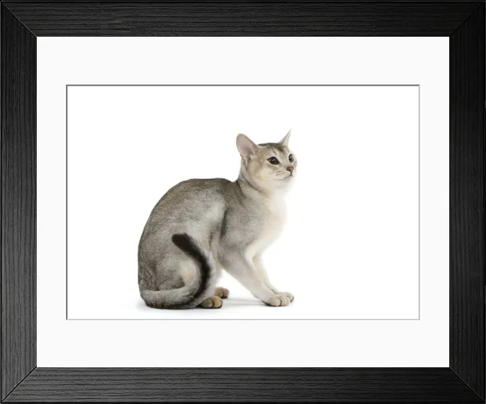 Framed Print : Cat - black & silver Abyssinian in studio Framed Print : Cat - black & silver Abyssinian in studio