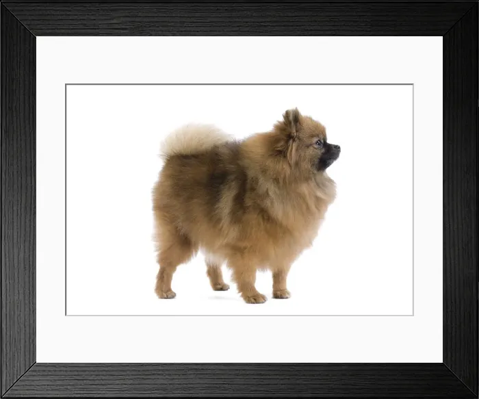 Framed Print : Dog - Dwarf Spitz / Pomeranian. Also know as Spitz nain Framed Print : Dog - Dwarf Spitz / Pomeranian. Also know as Spitz nain