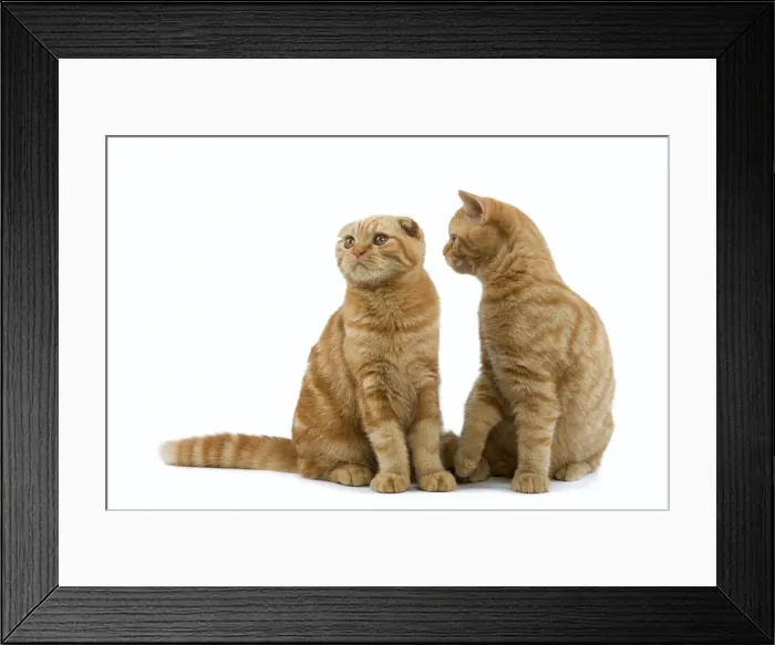 Framed Print : Cat - Ginger Scottish fold & British shorthair in studio Framed Print : Cat - Ginger Scottish fold & British shorthair in studio