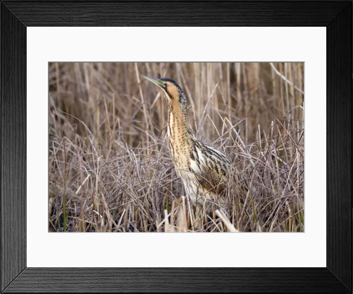 Framed Print : Bittern - Marazion - Cornwall - UK