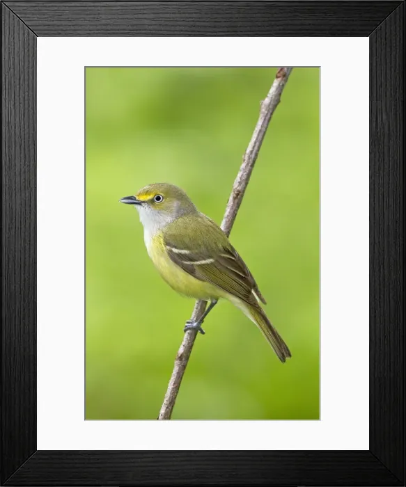 Framed Print : White-eyed Vireo - spring - Connecticut - USA Framed Print : White-eyed Vireo - spring - Connecticut - USA