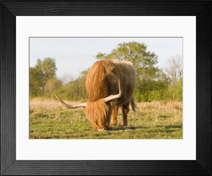 Framed Print : Highland Cattle - grazing on grass - Norfolk grazing marsh - UK Framed Print : Highland Cattle - grazing on grass - Norfolk grazing marsh - UK