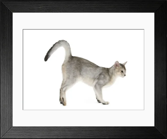 Framed Print : Cat - black & silver Abyssinian in studio Framed Print : Cat - black & silver Abyssinian in studio