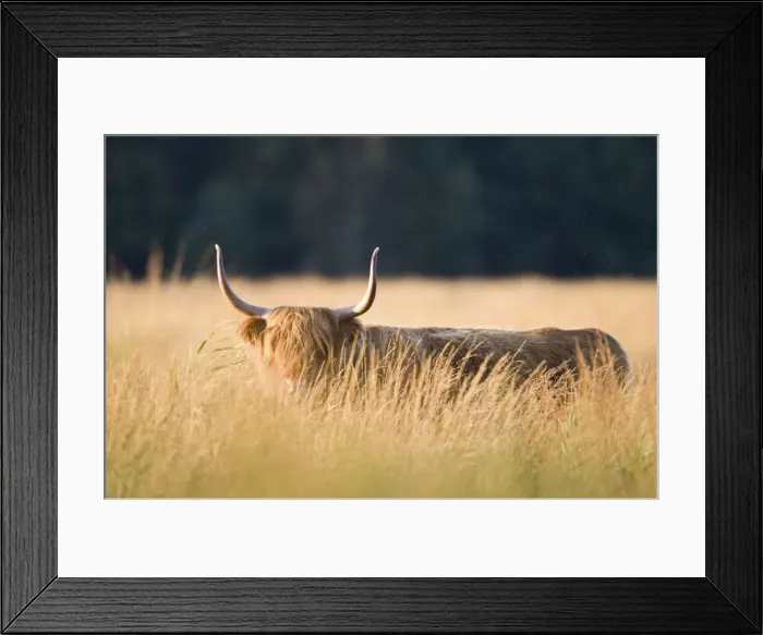 Framed Print : Highland Cattle - Norfolk grazing marsh - UK Framed Print : Highland Cattle - Norfolk grazing marsh - UK