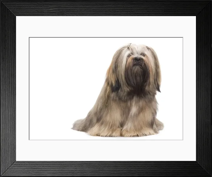Framed Print : Dog - Lhasa Apso in studio Framed Print : Dog - Lhasa Apso in studio