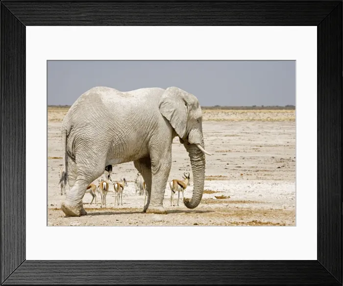 Framed Print : African Elephant - with Springbok in background - Etosha National Park - Namibia - Africa Framed Print : African Elephant - with Springbok in background - Etosha National Park - Namibia - Africa