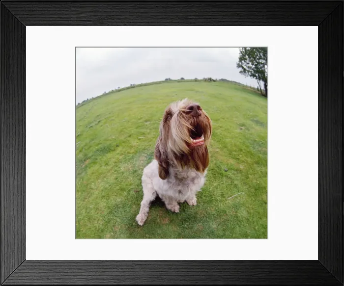Framed Print : Spinone Dog - fish-eye lens Framed Print : Spinone Dog - fish-eye lens