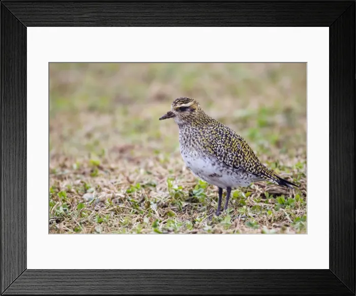 Framed Print : Golden Plover - in winter plumage - UK Framed Print : Golden Plover - in winter plumage - UK