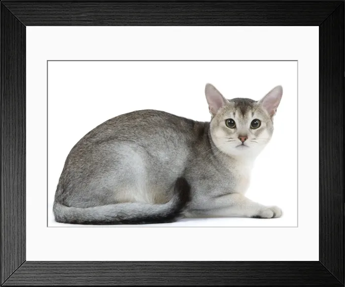 Framed Print : Cat - black & silver Abyssinian in studio Framed Print : Cat - black & silver Abyssinian in studio