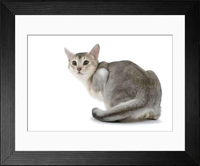Framed Print : Cat - black & silver Abyssinian in studio Framed Print : Cat - black & silver Abyssinian in studio
