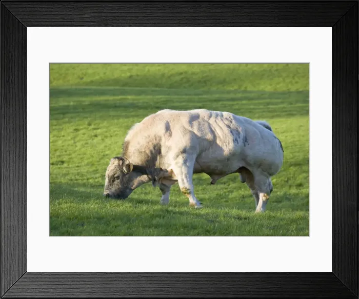 Framed Print : Bull In pasture Peak District Derbyshire UK Framed Print : Bull In pasture Peak District Derbyshire UK