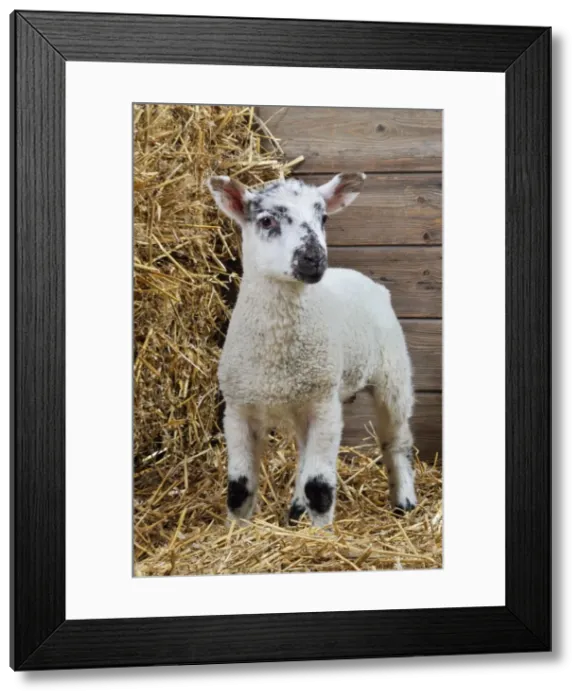 Framed Print : LAMB. Cross breed lamb standing in straw Framed Print : LAMB. Cross breed lamb standing in straw