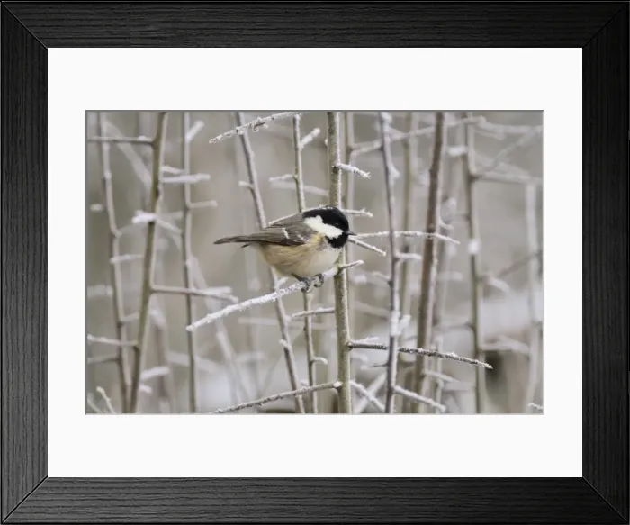 Framed Print : BIRD. Coal tit Framed Print : BIRD. Coal tit
