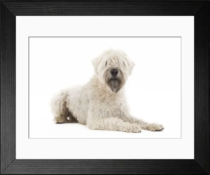 Framed Print : Dog - Irish soft coated wheaten terrier - in studio Framed Print : Dog - Irish soft coated wheaten terrier - in studio
