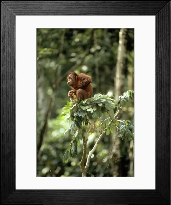 Framed Print : Orang-utan - in tree-top - Sabah, Borneo Framed Print : Orang-utan - in tree-top - Sabah, Borneo