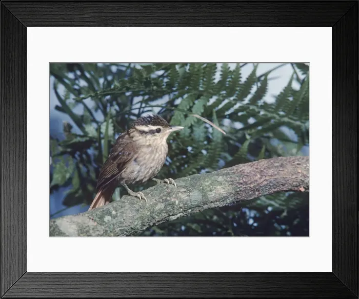 Framed Print : White-browed Foliage Gleamer Sao Paulo, Brazil