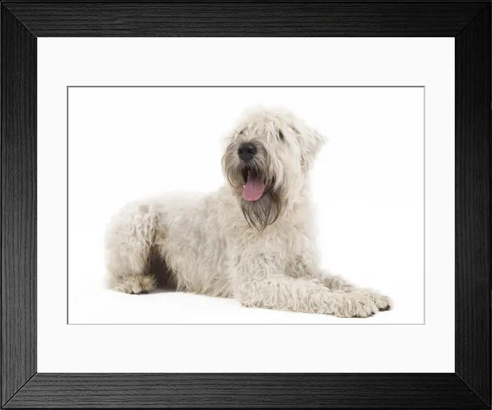 Framed Print : Dog - Irish soft coated wheaten terrier - in studio Framed Print : Dog - Irish soft coated wheaten terrier - in studio