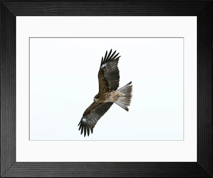 Framed Print : Black-eared Kite - in flight - Hokkaido Island - Japan Framed Print : Black-eared Kite - in flight - Hokkaido Island - Japan