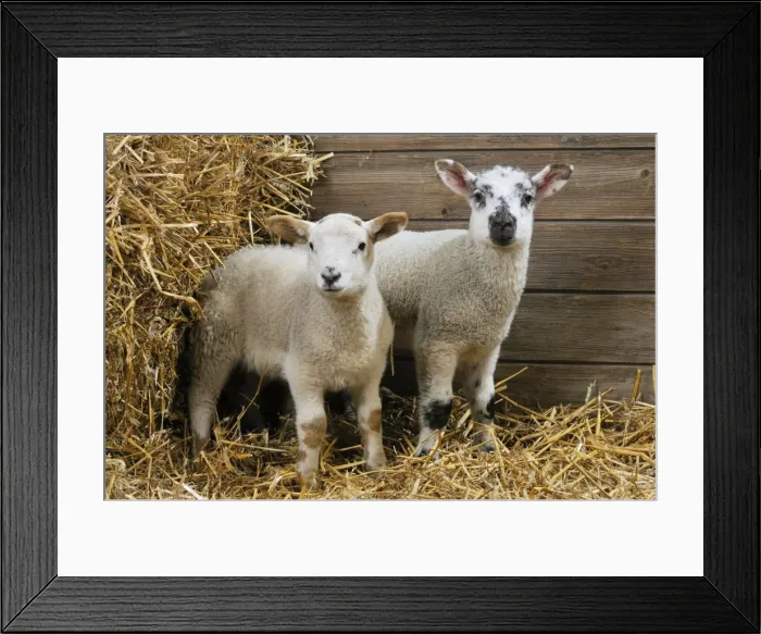 Framed Print : LAMB. Cross breed lambs standing together in straw Framed Print : LAMB. Cross breed lambs standing together in straw