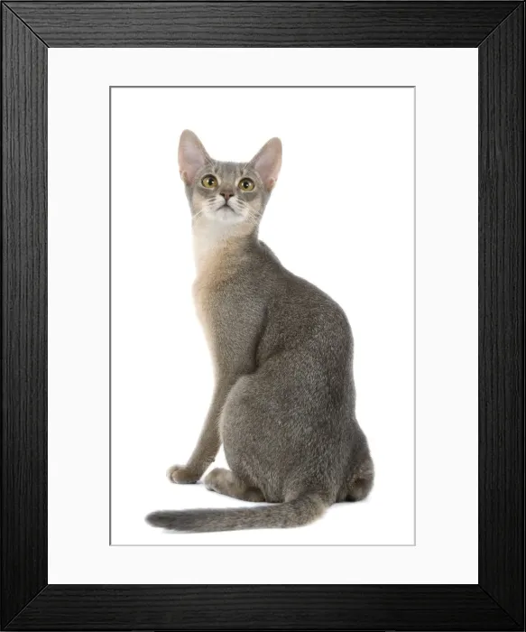 Framed Print : Cat - blue Abyssinian in studio Framed Print : Cat - blue Abyssinian in studio