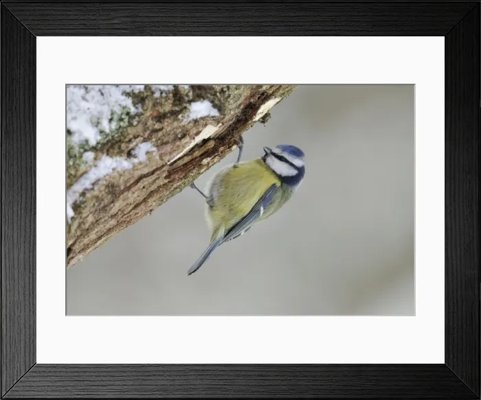 Framed Print : BIRD. Blue tit Framed Print : BIRD. Blue tit