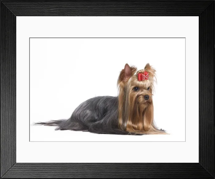 Framed Print : Dog - Yorkshire Terrier in studio Framed Print : Dog - Yorkshire Terrier in studio