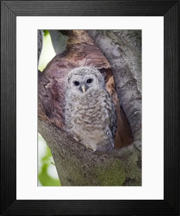 Framed Print : Barred Owl - fledgling just outside of their nest cavity. May in Connecticut, USA Framed Print : Barred Owl - fledgling just outside of their nest cavity. May in Connecticut, USA