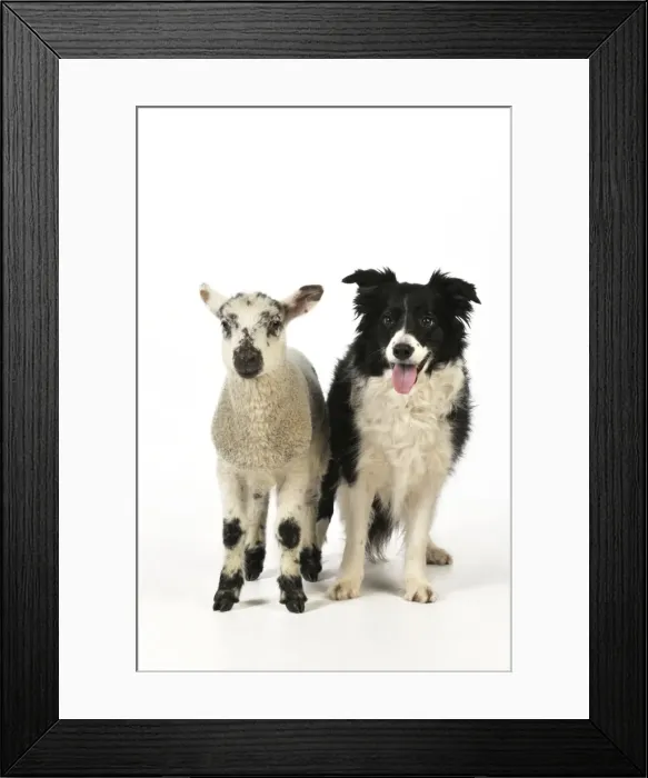 Framed Print : DOG & LAMB. Border collie standing next to cross breed lamb Framed Print : DOG & LAMB. Border collie standing next to cross breed lamb