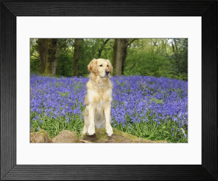 Framed Print : DOG. Golden retriever standing in bluebells Framed Print : DOG. Golden retriever standing in bluebells