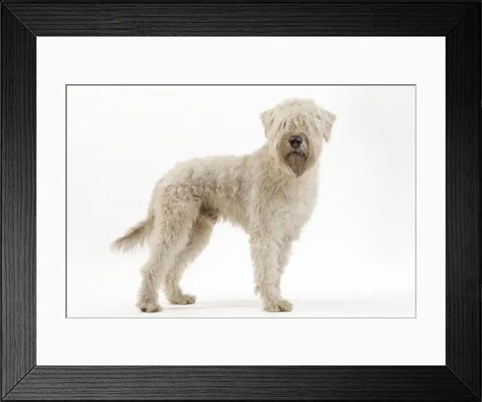 Framed Print : Dog - Irish soft coated wheaten terrier - in studio Framed Print : Dog - Irish soft coated wheaten terrier - in studio
