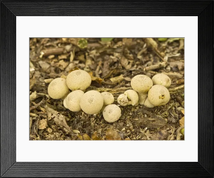 Framed Print : Common Puffball - growing on woodland floor - Lincolnshire - UK Framed Print : Common Puffball - growing on woodland floor - Lincolnshire - UK