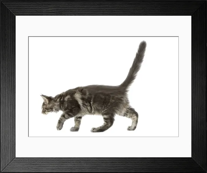 Framed Print : Cat - Maine Coon blue blotched tabby in studio Framed Print : Cat - Maine Coon blue blotched tabby in studio