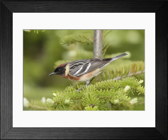 Framed Print : Bay-breasted Warbler. Adult male in breeding plumage on breeding territory. June in Northern Maine, USA Framed Print : Bay-breasted Warbler. Adult male in breeding plumage on breeding territory. June in Northern Maine, USA