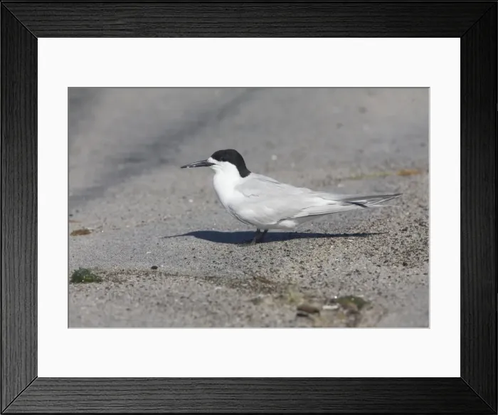 Framed Print : White-fronted Tern At Rogers Road Beach, Ohinepanea, 25km southeast of Te Puke, North Island, New Zealand Framed Print : White-fronted Tern At Rogers Road Beach, Ohinepanea, 25km southeast of Te Puke, North Island, New Zealand