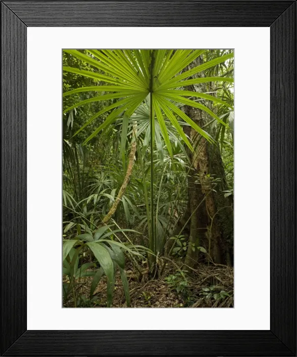 Framed Print : Rainforest Guatemala Framed Print : Rainforest Guatemala