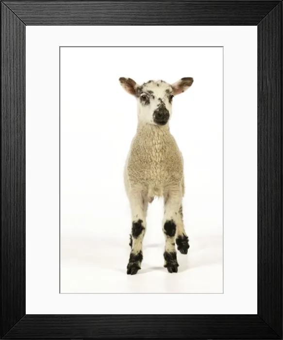 Framed Print : LAMB. Cross breed lamb Framed Print : LAMB. Cross breed lamb