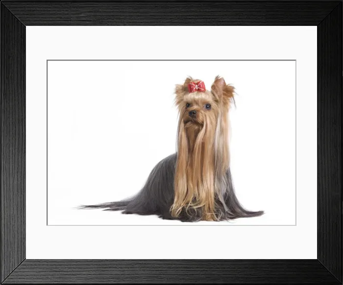 Framed Print : Dog - Yorkshire Terrier in studio Framed Print : Dog - Yorkshire Terrier in studio