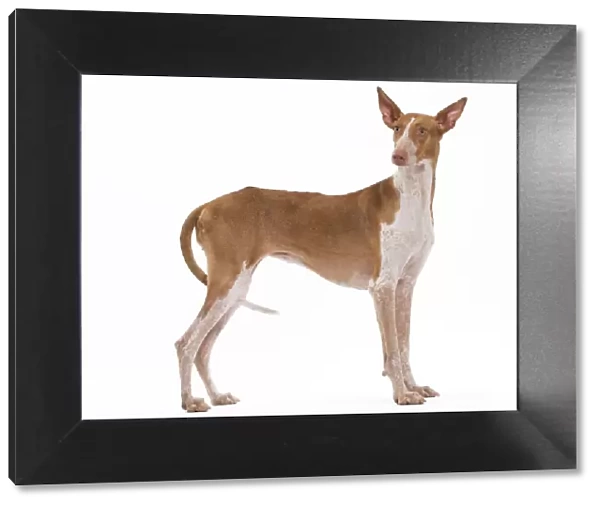 Dog - Podenco Canario. Also known as Canary Islands Hound, Canarian Warren Hound, Canarian Pharaoh Hound