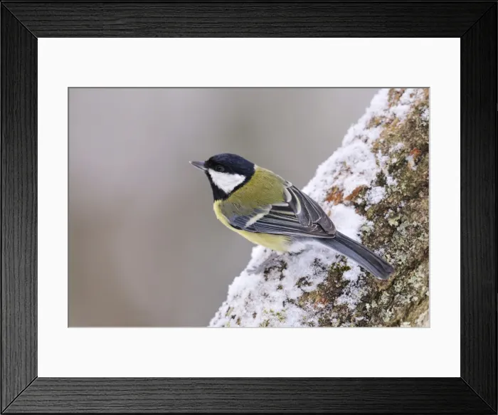 Framed Print : BIRD. Great tit Framed Print : BIRD. Great tit