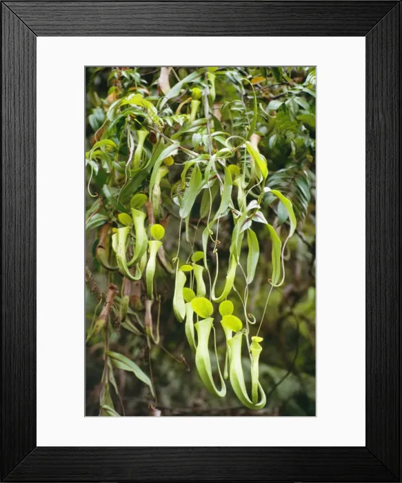 Framed Print : Reinwardts Pitcher Plant JPF 9291 Aerial pitchers Nepenthes reinwardtiana © Jean-Paul Ferrero / ARDEA LONDON Framed Print : Reinwardts Pitcher Plant JPF 9291 Aerial pitchers Nepenthes reinwardtiana © Jean-Paul Ferrero / ARDEA LONDON