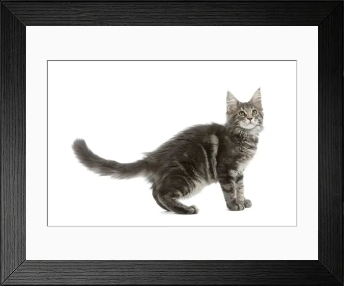 Framed Print : Cat - Maine Coon blue blotched tabby in studio Framed Print : Cat - Maine Coon blue blotched tabby in studio