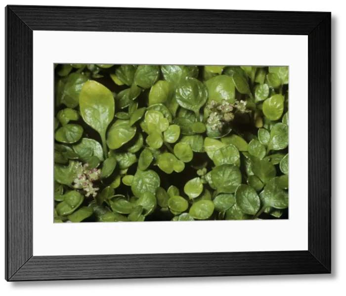 Framed Print : Celery Balearic Islands endemic Framed Print : Celery Balearic Islands endemic