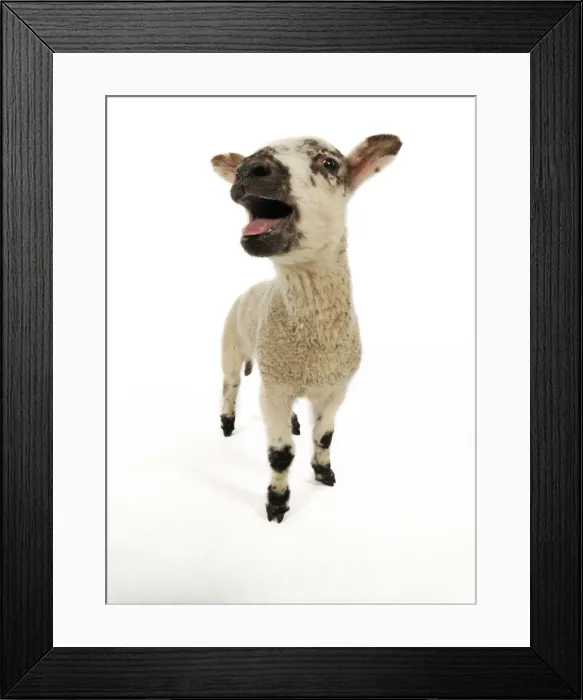 Framed Print : LAMB. Cross breed lamb bleating wide angle shot Framed Print : LAMB. Cross breed lamb bleating wide angle shot