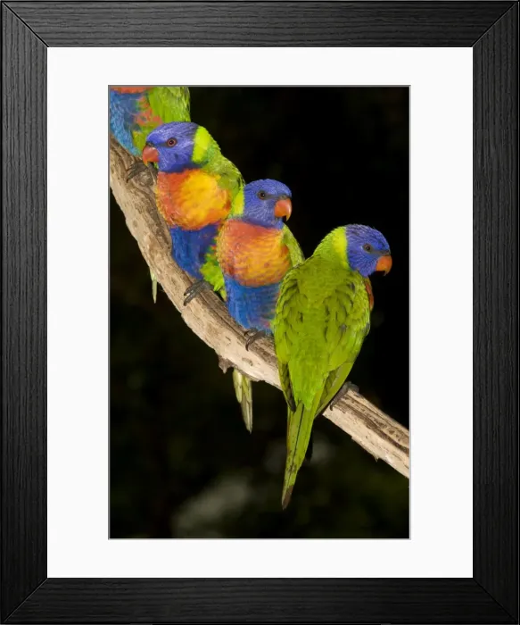 Framed Print : Rainbow Lorikeets - wait near a bird feeder for their morning seeds. Though they have a brush-tipped tongue to collect nectar from blossoms, they also eat small to moderate-sized seeds, when available Framed Print : Rainbow Lorikeets - wait near a bird feeder for their morning seeds. Though they have a brush-tipped tongue to collect nectar from blossoms, they also eat small to moderate-sized seeds, when available