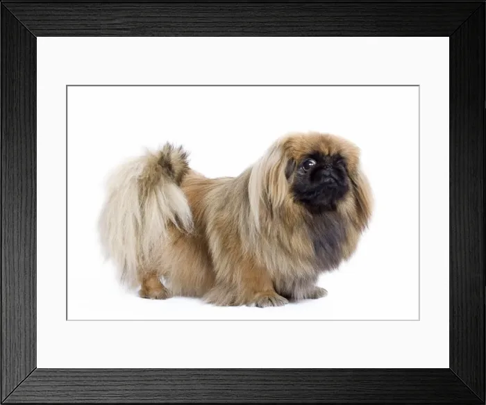 Framed Print : Dog - Pekingese in studio Framed Print : Dog - Pekingese in studio