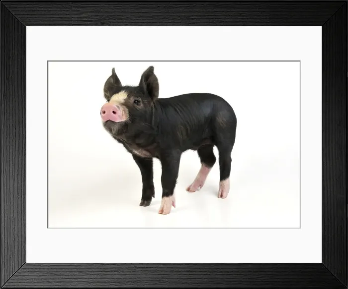 Framed Print : PIG. Berkshire piglet standing Framed Print : PIG. Berkshire piglet standing