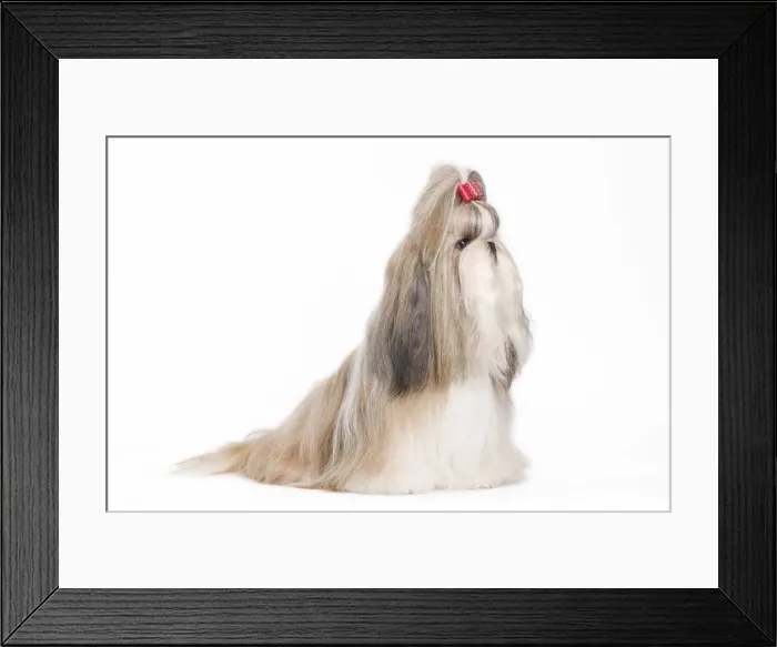 Framed Print : Dog - Shih Tzu in studio Framed Print : Dog - Shih Tzu in studio