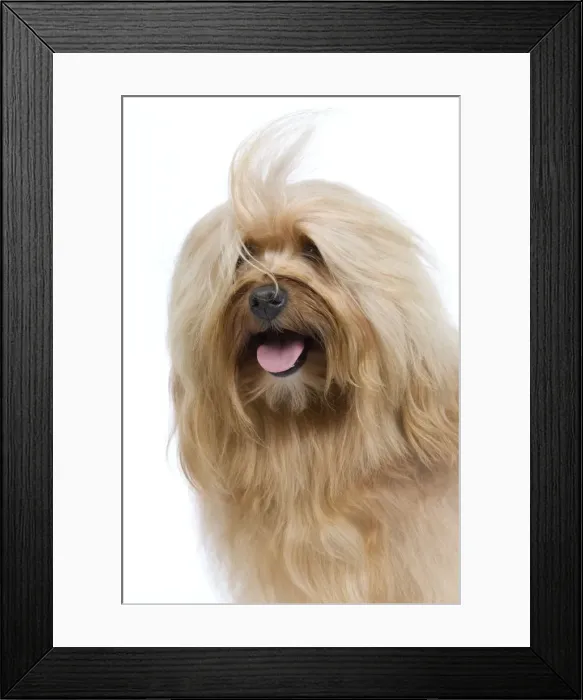 Framed Print : Dog - Bichon Havanais / Havanese in studio Framed Print : Dog - Bichon Havanais / Havanese in studio