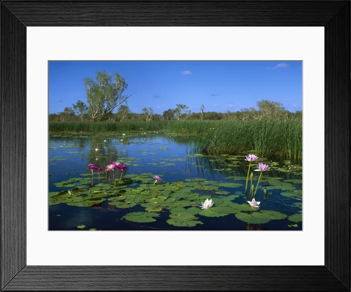Framed Print : Yellow Water billabong with waterlilies (two colour forms of same species), Kakadu National Park (World Heritage Area), Northern Territory, Australia JPF51776 Framed Print : Yellow Water billabong with waterlilies (two colour forms of same species), Kakadu National Park (World Heritage Area), Northern Territory, Australia JPF51776